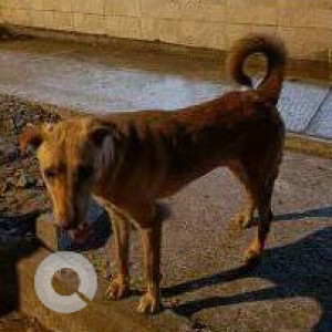 Missing: Brown Male Indie Dog from HDFC BanK, Orlem, Marve Road, Malad West-2