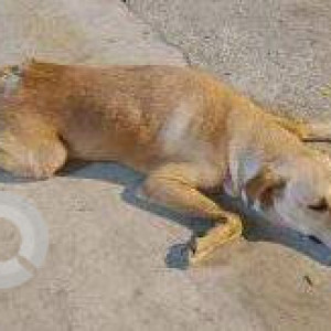 Missing: Brown Male Indie Dog from HDFC BanK, Orlem, Marve Road, Malad West-3