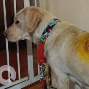 Found: White Female Labrador Dog from Chinchwad area-3