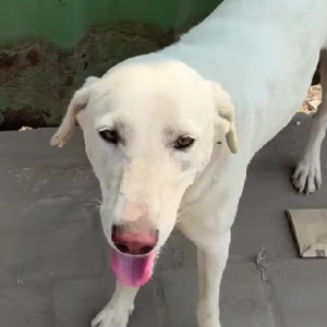 Missing: White Male Indie Dog from Nyati Evolve, B G Shirke Road