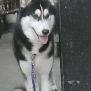 Missing: Black and White Male Husky Dog from Durga matha temple