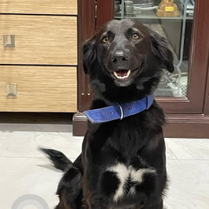 Missing: Black Male Indie Dog from Undri area-2