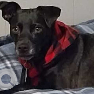 Missing: Black and Brown Female Chihuahua Mix Dog from Wareham, Massachusetts 20-32 Onset Ave