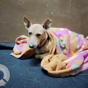 Missing: Black and Brown Female Indie Dog from Green park apartments, Undri