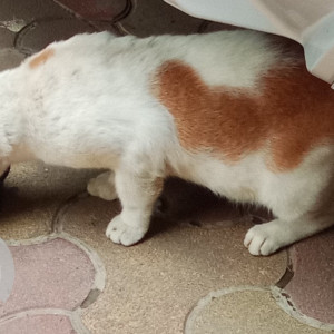 A White-Brown Mix Indie Cat Found from Khar West, Mumbai-2