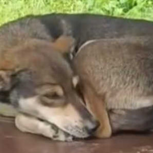 Missing: White and Grey Female Husky Dog from Wadgaonsheri Vrindavan Nagar Lane 1-2