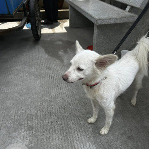 A White Pomeranian Dog Found from Bahadurpally forest area-3