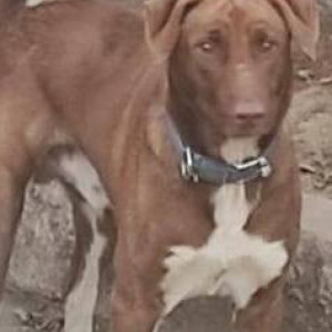 Found: Brown Male Indie Dog from Nirman Aura, Ambegaon