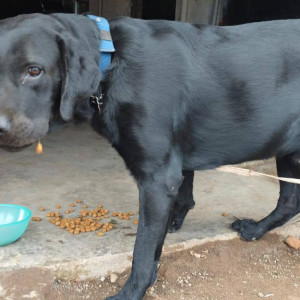 A Black Labrador Dog Found from Sofa Making Factory, Anand Lodge, Handewadi-2