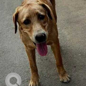 Found: Brown Male Labrador Dog from Khodiya Nagar Chaar Rasta, Danilimda Road, Ahmedabad