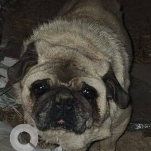 Found: White Male Pug Dog from Kaspate Vasti, Wakad