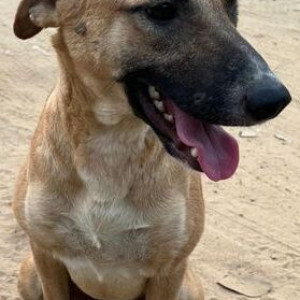 Found: White-Brown Mix Male Indie Dog from Noida Stadium