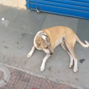 Found: Brown Male Indie Dog from Kharghar sector 7 near Malvan Tadka restaurant