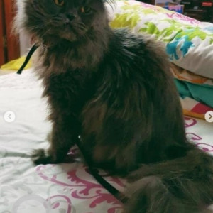 A Black Persian Cat Missing from HSR Layout, Bengaluru-3