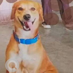 Missing: Brown Male Indie Dog from Airoli Station, Platform no.2, Thane