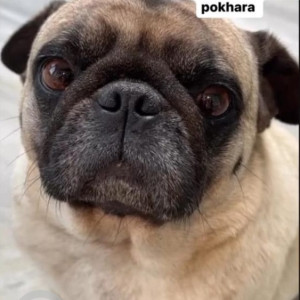 White Female Pug Dog is Missing from Pokhara near Laligurash Tole