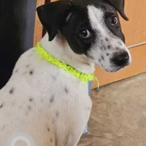 Missing: Black and White Female Indie Dog from Jaffarpur Checkpost, Barrackpore-3