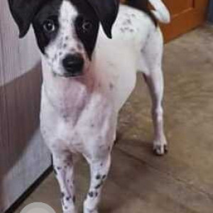 Missing: Black and White Female Indie Dog from Jaffarpur Checkpost, Barrackpore-2