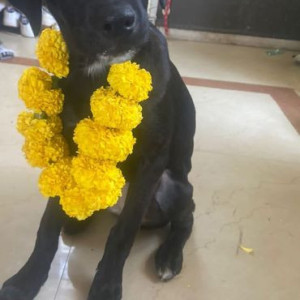 Missing: Black Female Labrador Dog from Amrik Netralaya HRBR layout, Kalyan Nagar, Bangalore-2