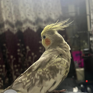 Missing: Grey Male Pearl cockatiel Parrot from Real Value Sai Brindavan Flats, Adambakkam-2