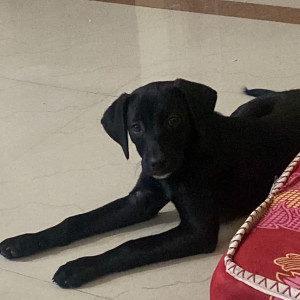 Missing: Black Female Labrador Dog from Amrik Netralaya HRBR layout, Kalyan Nagar, Bangalore