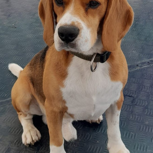 White-Brown Mix Male Beagle Dog is Missing from A301, Mantri Gardens, Jayanagar 1st Block
