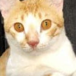 Missing: Orange Male Ginger cat Cat from Giriraj Horizon Sector 20 Kharghar