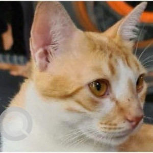 Missing: Orange Male Ginger cat Cat from Giriraj Horizon Sector 20 Kharghar-4