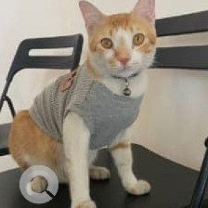 Missing: Orange Male Ginger cat Cat from Giriraj Horizon Sector 20 Kharghar-2