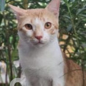 Missing: Orange Male Ginger cat Cat from Giriraj Horizon Sector 20 Kharghar-3