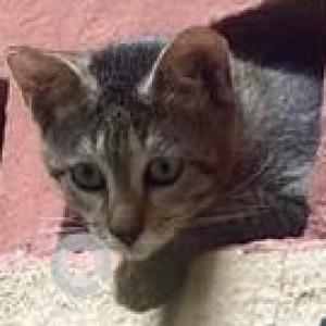 Missing: Grey-White Mix Female Indie Cat from Bandra ,Khar-2