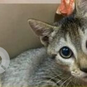 Missing: Grey-White Mix Female Indie Cat from Bandra ,Khar-3