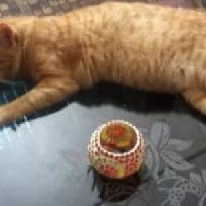 Missing: Orange Male Indie Cat from Cotula/ Khotla Vado, Saligao-4