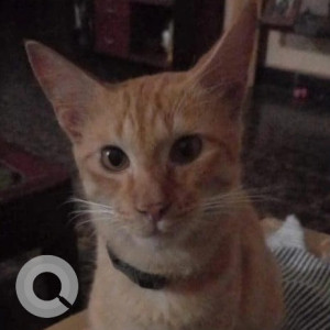 Missing: Orange Male Indie Cat from Cotula/ Khotla Vado, Saligao