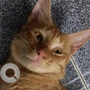 Missing: Orange Male Indie Cat from Cotula/ Khotla Vado, Saligao-2