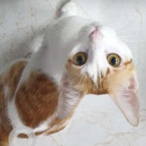 Missing: White Female Indie Cat from Sodiem, Siolim-2