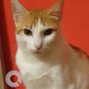 Missing: White Female Indie Cat from Sodiem, Siolim