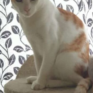 Missing: White Female Indie Cat from Sodiem, Siolim-3