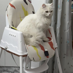 Missing: White Female Persian Cat from Panchsheel Vihar, Malviya Nagar, Delhi-2
