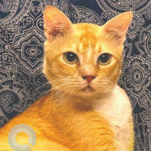 Missing: Orange Male Ginger cat Cat from Aga Khan Baug CHS