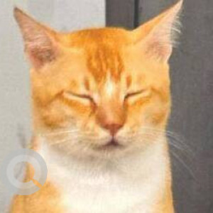 Missing: Orange Male Ginger cat Cat from Aga Khan Baug CHS-2
