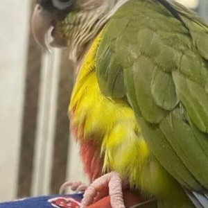 Missing: Green Male Pineapple Conure Bird from D G Ruparel college, matunga west-2