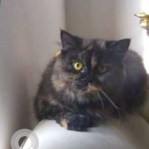 Missing: White and Grey Female Persian Cat from Chelekere Kalyan Nagar Extension-2