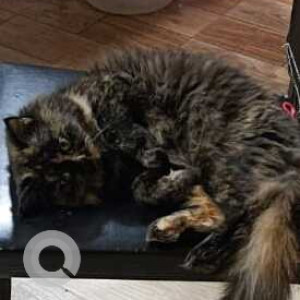 Missing: White and Grey Female Persian Cat from Chelekere Kalyan Nagar Extension-3