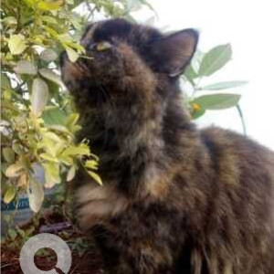 Missing: White and Grey Female Persian Cat from Chelekere Kalyan Nagar Extension-4