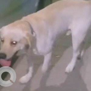 Found: White Male Labrador Dog from Bank of Maharashtra, Pimple Gurav