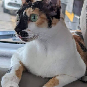 Missing: Black and White Female Calico Cat from Verde society, Kalyani Nagar, Pune-3