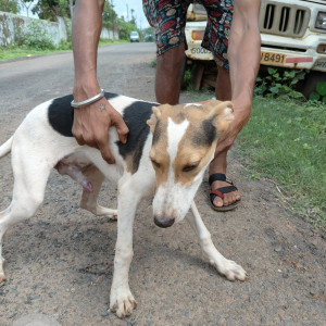 A Black and White Indie Dog Missing from Kirlawada, Bambolim