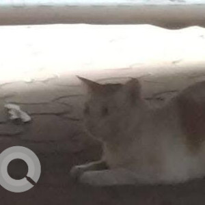 A White-Brown Mix Indie Cat Found from Khar West, Mumbai-4