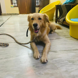 Found: Brown Male Golden Retriever Dog from Cheryal Junction-3